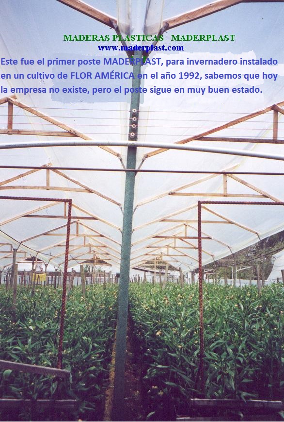 invernaderos para flores en madera plástica maderplast invernadero flor cortada maderas inmunizadas tratadas postes parales mojones care vaca carevaca cerchas estructuras invernadero canal 005 invernaderos para flores en madera plástica maderplast invernadero flor cortada maderas inmunizadas tratadas postes parales mojones care vaca carevaca cerchas estructuras invernadero canal 005